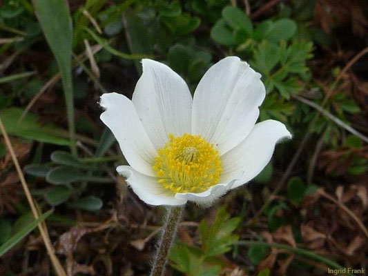Anemone baldensis - Baldo-Windröschen