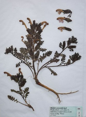 Pedicularis sylvatica / Wald-Läusekraut     V-VII    (Herbarium Dr. Wolf von Thun)