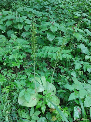 Listera ovata / Großes Zweiblatt (15.05.2026; Trentino, Valsugana)