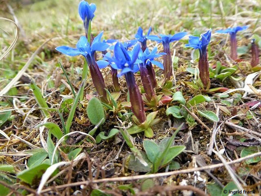 Gentiana verna / Frühlings-Enzian    III-VI(-VIII)