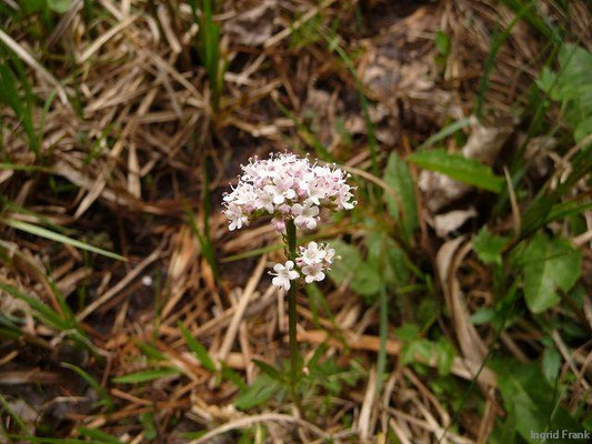 Valeriana spec. (250 Arten)