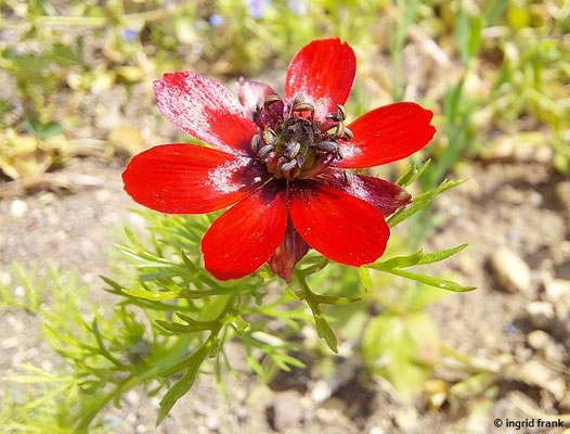 Adonis annua - Herbst-Adonisröschen  VI-IX