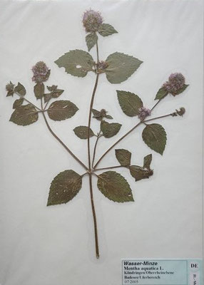 Mentha aquatica / Wasser-Minze  (07/2005; Köndringen, Schwarzbaldvorberge)   (Herbarium Dr. Wolf von Thun)