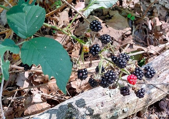 Rubus fruticosus agg. / Artengruppe Brombeeren    (11.08.2023; Heidelberg, Mittlerer Guckkastenweg)