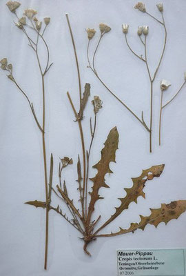 Crepis tectorum / Dach-Pippau, Mauer-Pippau   V-X    (Herbarium Dr. Wolf von Thun)