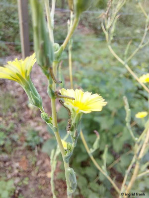 Lactuca serriola / Kompass-Lattich   (15.08.2023; NSG Sandhausener Düne, Pferdstrieb)