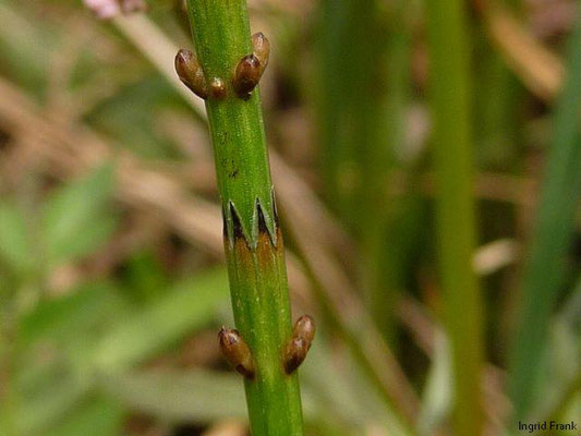 Equisetum palustre / Sumpf-Schachtelhalm    VI-IX