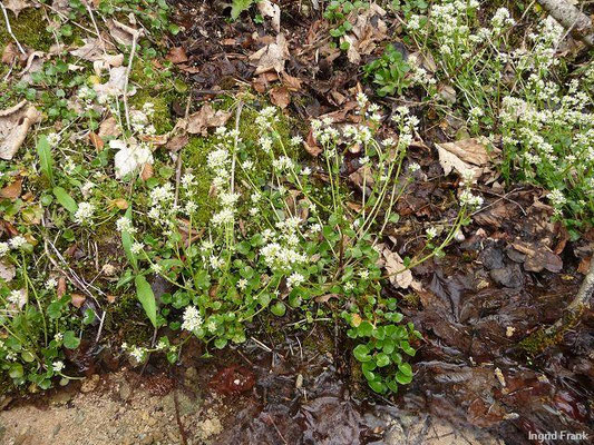 Cochlearia pyrenaica / Pyrenäen-Löffelkraut