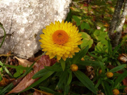 29.09.2010-Helichrysum bracteatum - Garten-Strohblume