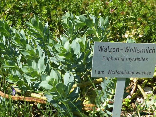Euphorbia myrsinites - Walzen-Wolfsmilch