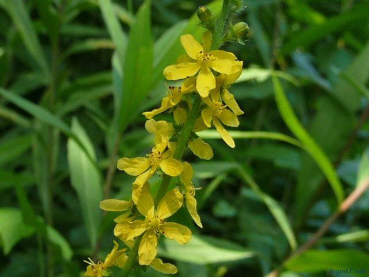 Agrimonia eupatoria / Gewöhnlicher Odermennig