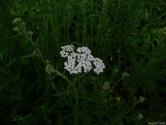 Achillea millefolium - Wiesen-Schafgarbe  (VI-X)