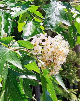 Sorbus torminalis - Elsbeere V-VI