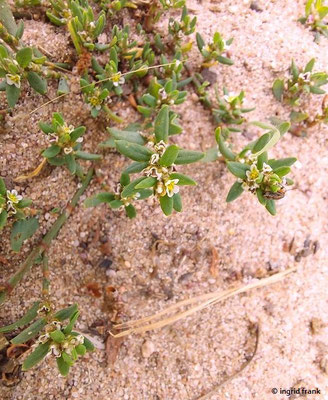 Polygonum aviculare / Echter Vogelknöterich    (15.08.2023; NSG Sandhausener Düne, Pferdstrieb)