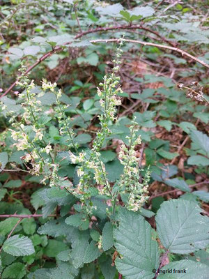 Teucrium scorodonia / Salbei-Gamander    (15.08.2023; NSG Sandhausener Düne, Pferdstrieb)