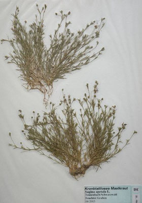 Sagina apetala / Wimper-Mastkraut    IV-VII    (Herbarium Dr. Wolf von Thun)