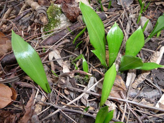04.03.2012-Allium ursinum - Bär-Lauch