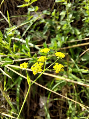 Bupleurum falcatum / Sichelblättriges Hasenohr    (26.07.2023; Übersberg bei Pfullingen)