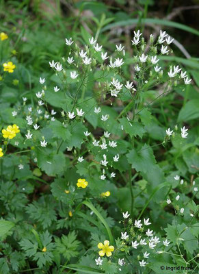 Saxifraga rotundifolia / Rundblättriger Steinbrech   VI-IX