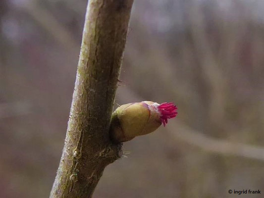 Corylus avellana / Gewöhnliche Hasel    (18.02.2021; Schussental bei Weingarten)