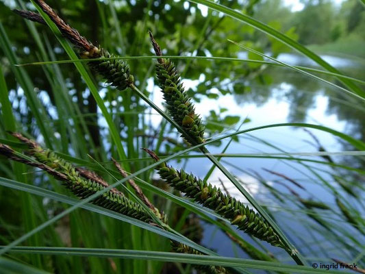 Carex elata / Steife Segge