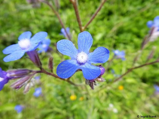 Anchusa azurea / Italienische Ochsenzunge