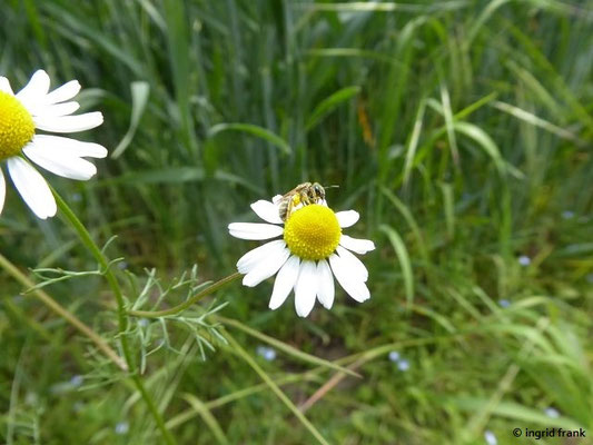 Matricaria chamomilla / Echte Kamille