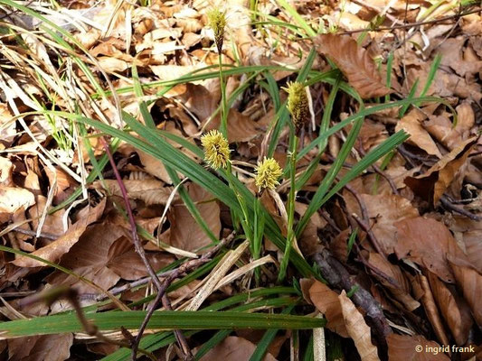 Carex caryophyllea /Frühlings-Segge    IV-V