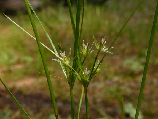 Juncus spec. (313 Arten)