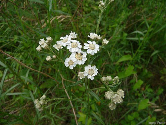 Achillea ptarmica / Sumpf-Schafgarbe