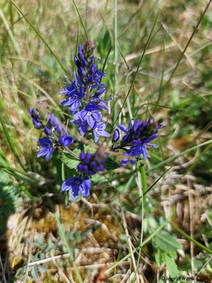 Veronica teucrium / Großer Ehrenpreis (22.05.2026; Lonequellrunde)