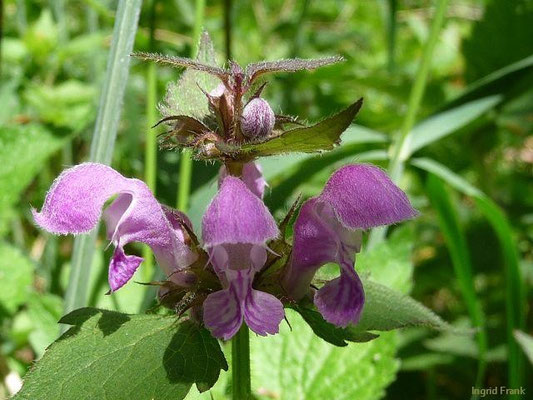 Lamium maculatum - Gefleckte Taubnessel