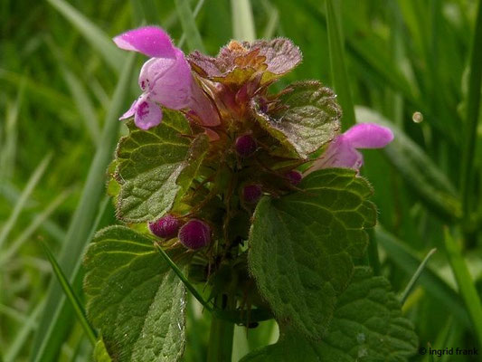 Lamium purpureum - Purpurrote Taubnessel