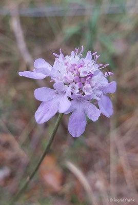 Scabiosa canescens / Graue Skabiose