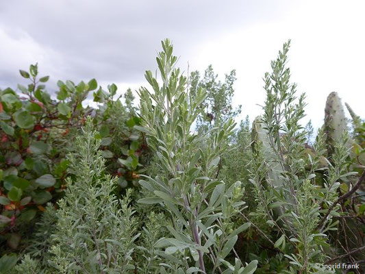 Artemisia canariensis - Kanaren-Beifuß
