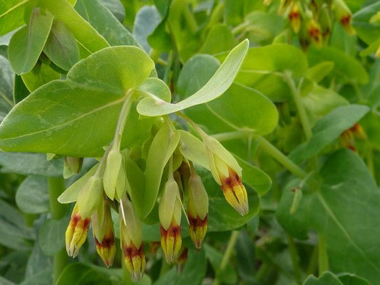 Cerinthe minor / Kleine Wachsblume (05.05.2014; Botanischer Garten Berlin)