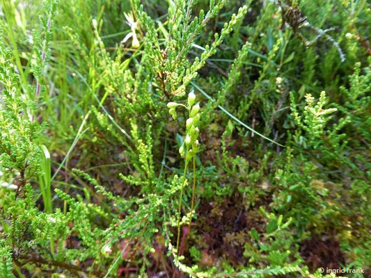 Drosera rotundifolia / Rundblättriger Sonnentau    (21.07.2019; Blitzenreuter Seenplatte)