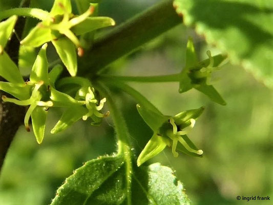 Rhamnus spec. (115 Arten)