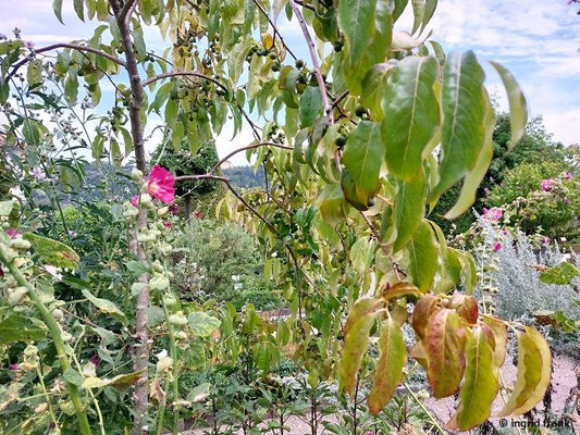 Diospyros lotus / Lotuspflaume, Dattellpflaume  (14.08.2024; Eichstätt, Willibaldsburg, Bastionsgarten)