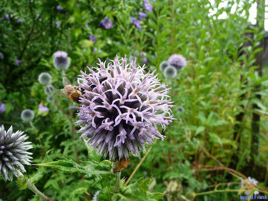 Echinops sphaerocephalus / Drüsige Kugeldistel    VI-VIII