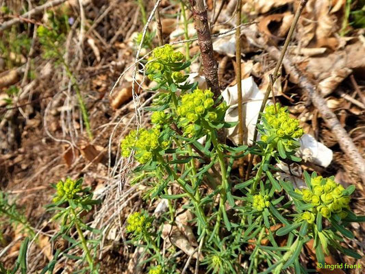Euphorbia cyparissias / Zypressen-Wolfsmilch   (02.04.2021; Altdorfer Wald bei Wolfegg)