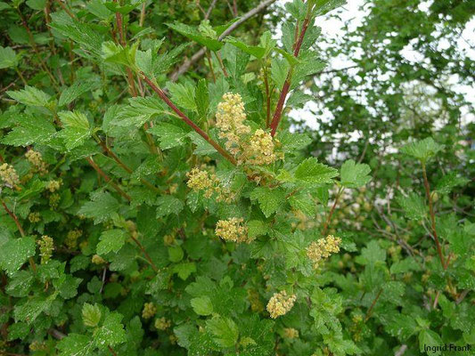Ribes alpinum / Alpen-Johannisbeere    IV-V