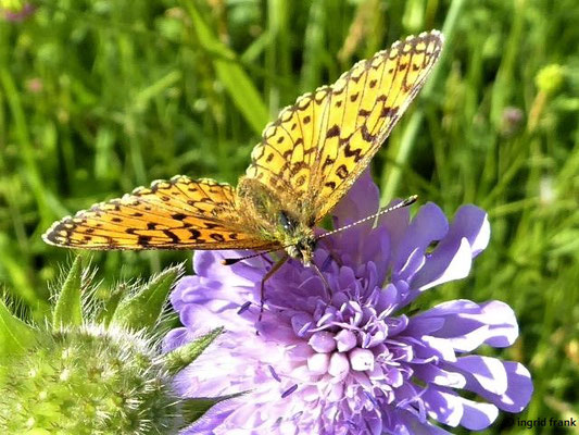 Knautia arvensis / Acker-Witwenblume