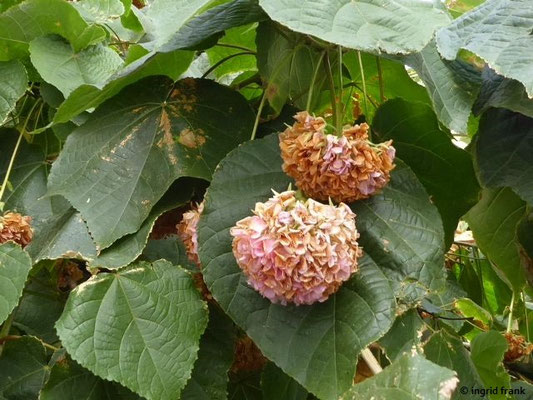 Dombeya wallichii / Hortensienbaum