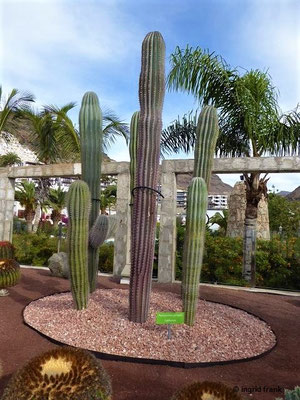 Pachycereus pringlei (17.02.2020; Gran Canaria, Playa del Cura, Kakteengarten Hotel Labranda Riviera Marina