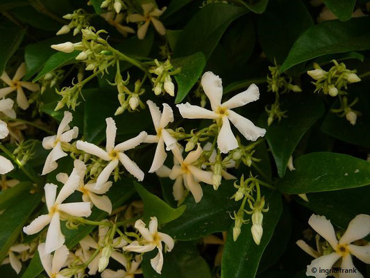 Trachelospermum jasminoides / Falscher Jasmin, Stern-Jasmin    (30.04.2016; Italien, Insel Elba)