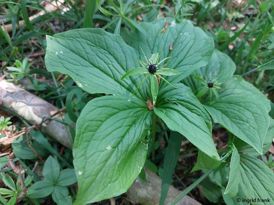 Paris quadrifolia / Einbeere  (01.05.2025; Geislingen, Albtrauf zwischen Anwand- und Himmelfelsen)