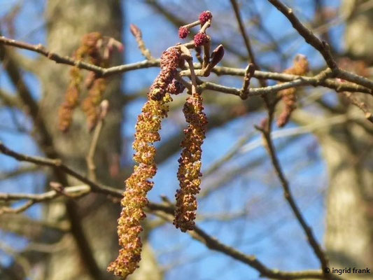 Alnus spec. (25 Arten)