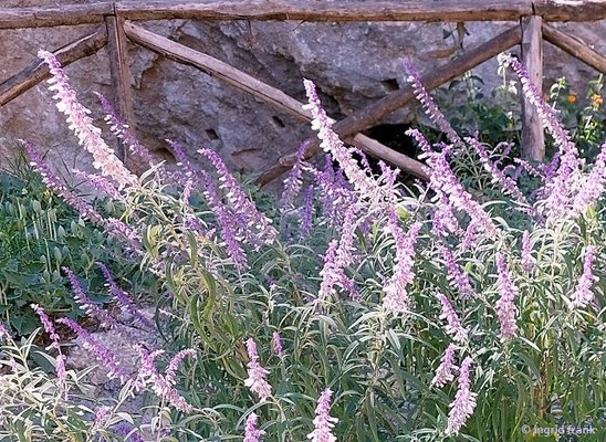 Salvia leucantha / Strauch-Salbei  (29.09.2025; Sizilien, Syrakus, Archäologiepark)
