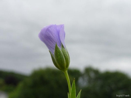 23.06.2013-Linum usitatissimum - Saat-Lein, Flachs